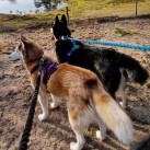 Esther en Liam met Luna & Drago - Husky